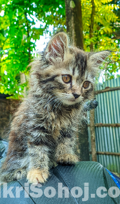 cat